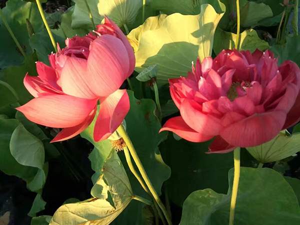 荷花種植基地實拍優(yōu)質(zhì)品種類