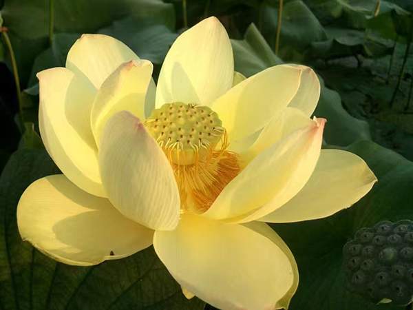 荷花種植基地實拍優(yōu)質(zhì)品種類