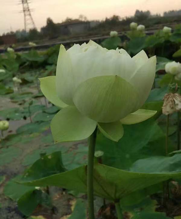 荷花種植基地實拍優(yōu)質(zhì)品種類