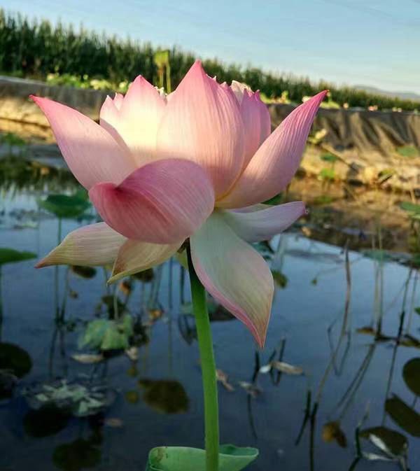 荷花種植基地實拍優(yōu)質(zhì)品種類