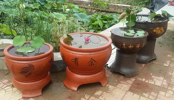 荷花種植基地實拍優(yōu)質(zhì)品種類盆栽