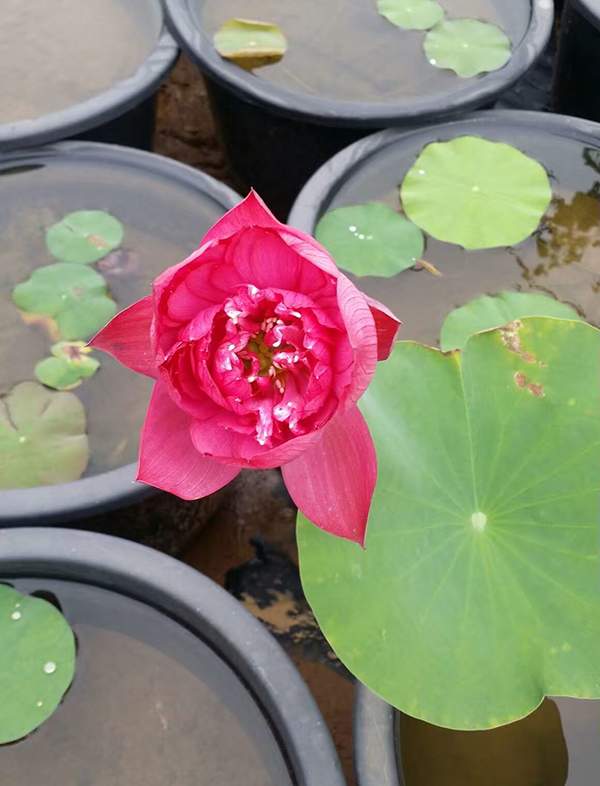 荷花種植基地實拍優(yōu)質(zhì)品種類盆栽