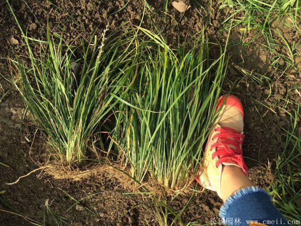 細(xì)葉麥冬草 細(xì)葉麥冬草