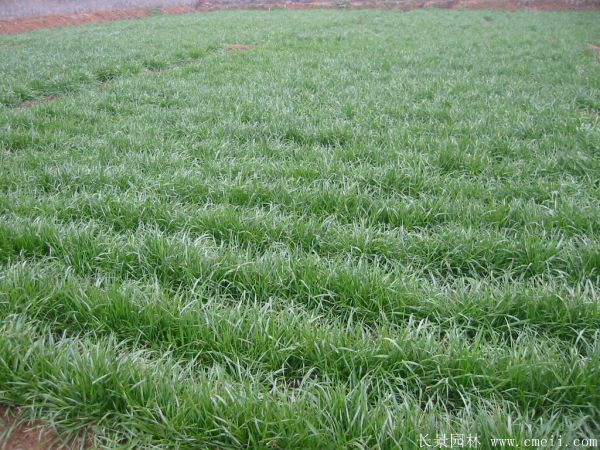 細(xì)葉麥冬草 細(xì)葉麥冬草