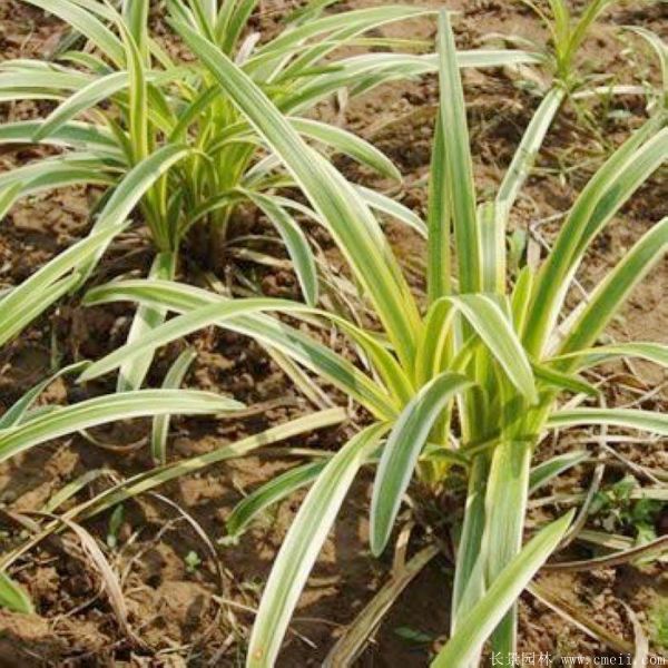 金邊麥冬草 金邊麥冬草