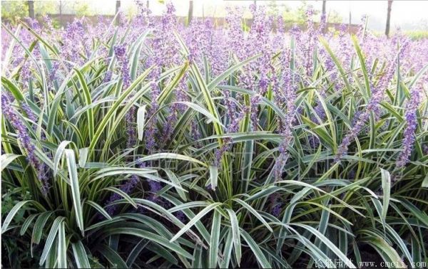 金邊麥冬草 金邊麥冬草