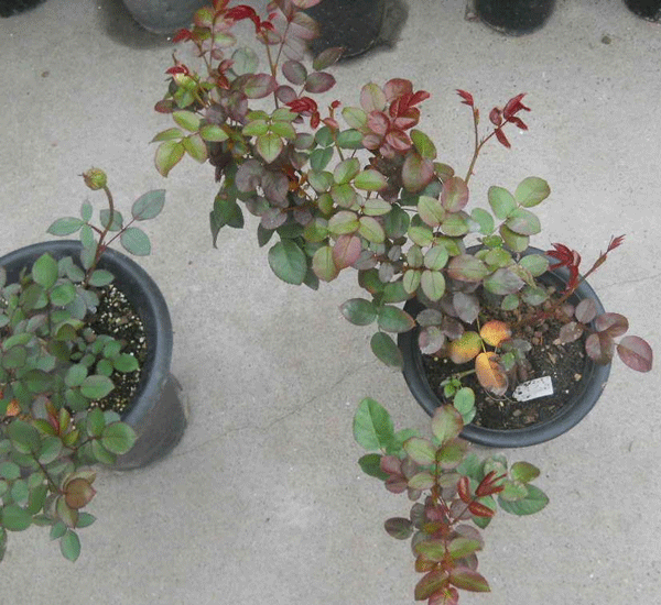 歐月品種照片 歐月品種照片