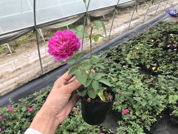 歐月品種照片 歐月品種照片