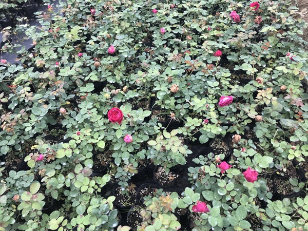 歐月品種照片 歐月品種照片