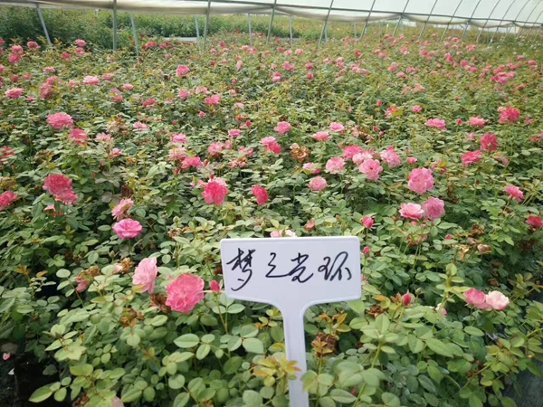 夢之光環 夢之光環