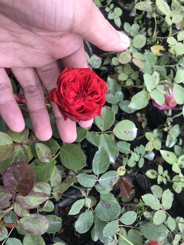 江蘇沭陽歐月基地 江蘇沭陽歐月基地