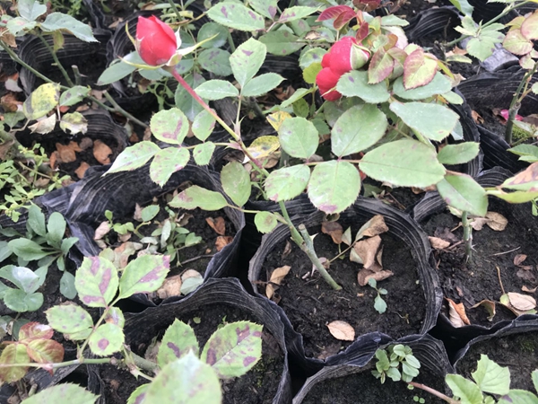 江蘇沭陽歐月基地 江蘇沭陽歐月基地