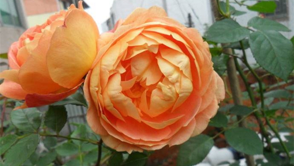 沭陽長景園林歐月基地 沭陽長景園林歐月基地