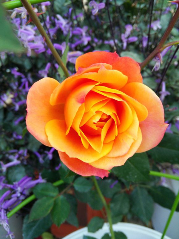 沭陽長景園林歐月基地 沭陽長景園林歐月基地