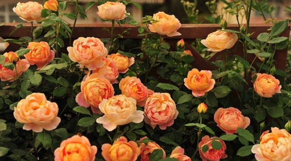 沭陽長景園林歐月基地 沭陽長景園林歐月基地