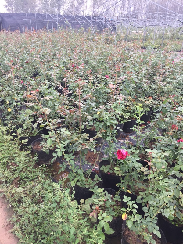 沭陽歐月基地照片 沭陽歐月基地照片