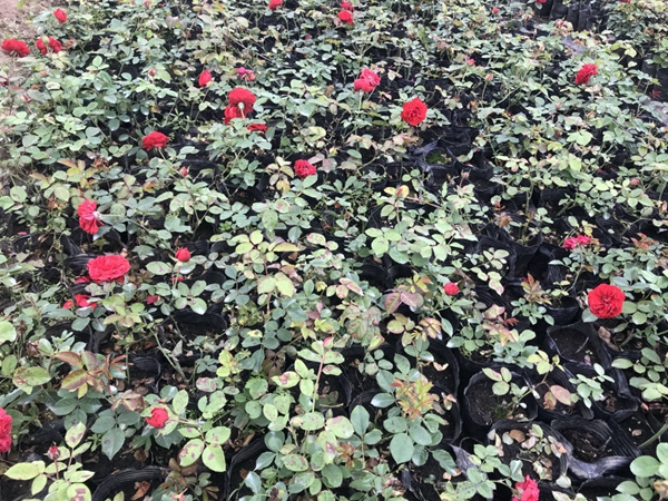 沭陽歐月基地照片 沭陽歐月基地照片