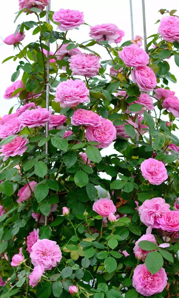 亞歷山德拉公主 亞歷山德拉公主