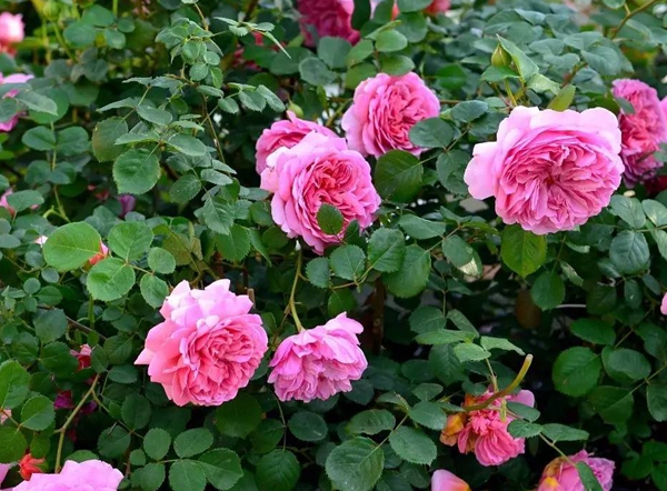 費洛倫蒂娜基地圖片 費洛倫蒂娜基地圖片