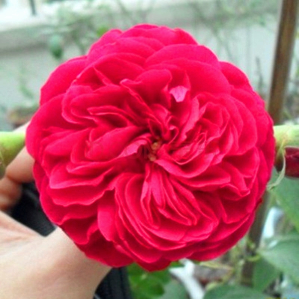 達芬奇長景園林圖片 達芬奇長景園林圖片