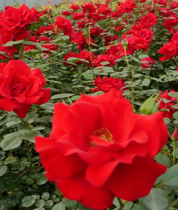 橘紅火焰 橘紅火焰