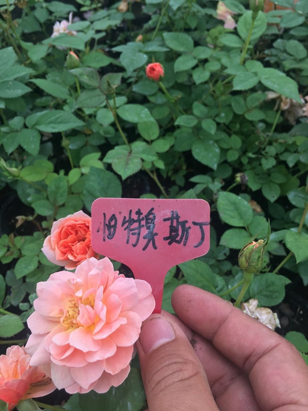 怕特臭斯丁 怕特臭斯丁