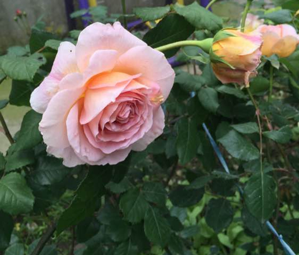 沭陽歐月基地 沭陽歐月基地