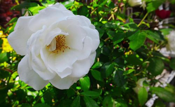 沭陽歐月基地 沭陽歐月基地