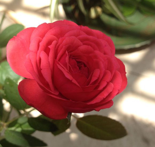 沭陽歐月基地 沭陽歐月基地