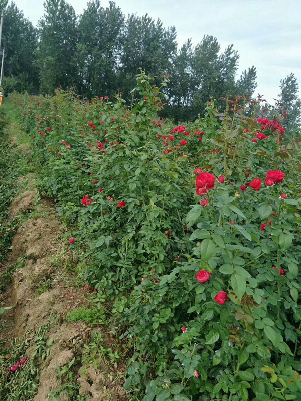 歐月基地 歐月基地