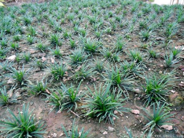 日本矮麥冬 日本矮麥冬