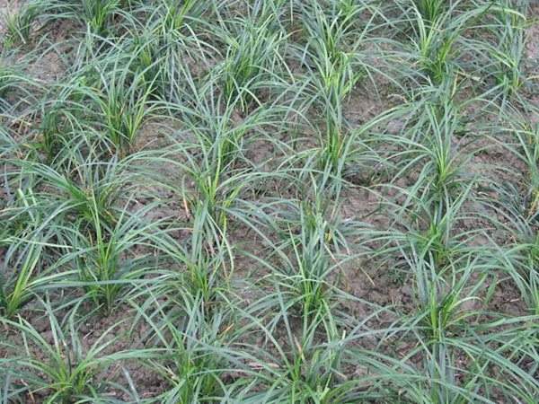 細葉麥冬草 細葉麥冬草