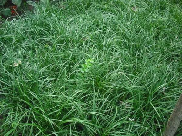 細葉麥冬 細葉麥冬