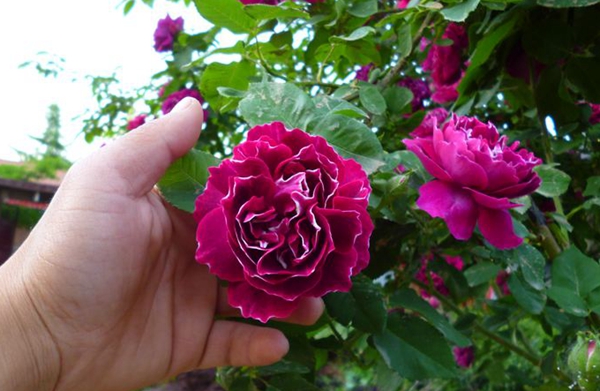 紫袍玉帶 紫袍玉帶