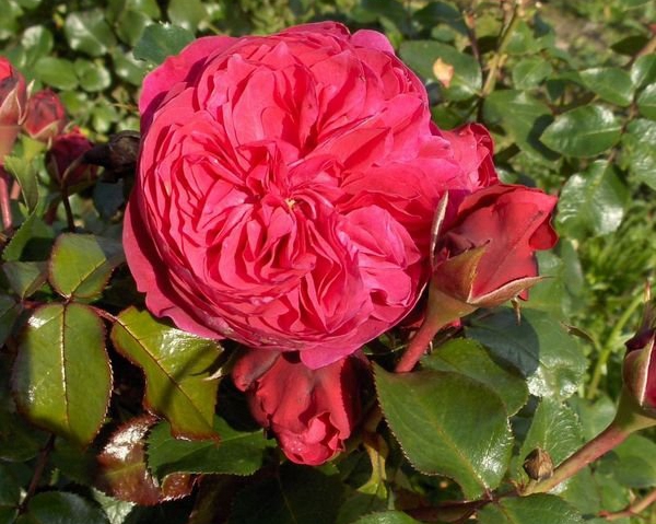 達(dá)芬奇 達(dá)芬奇