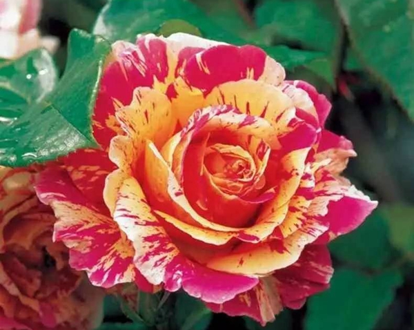 克勞德莫奈 克勞德莫奈