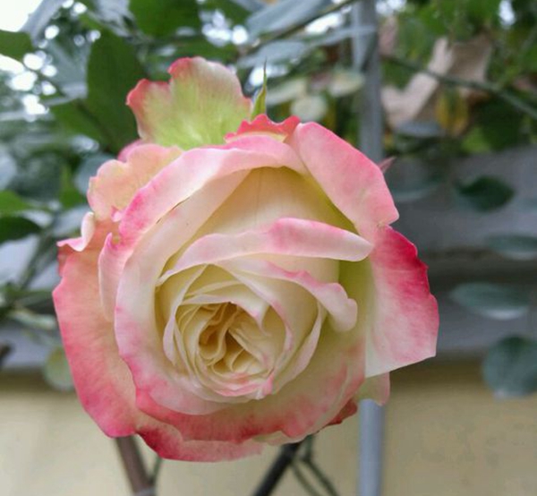 法拉皇后 法拉皇后