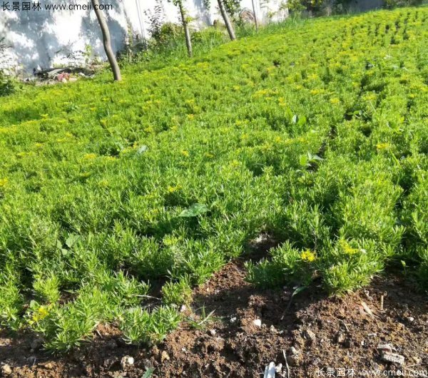 佛甲草種植基地圖片 佛甲草種植基地圖片