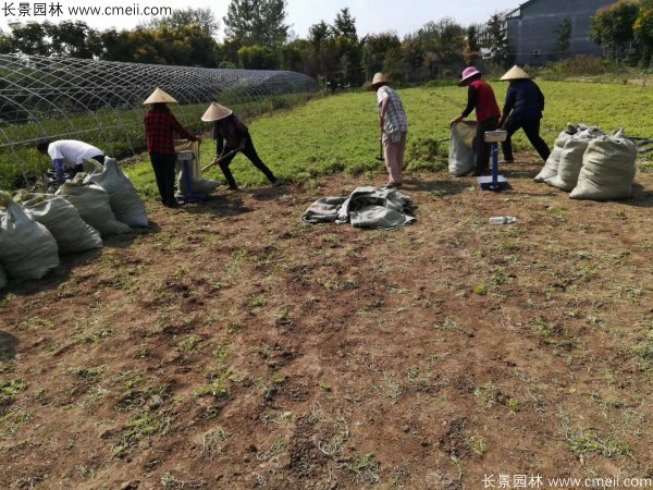 佛甲草起苗挖苗現(xiàn)場(chǎng)實(shí)拍圖片 佛甲草起苗挖苗現(xiàn)場(chǎng)實(shí)拍圖片