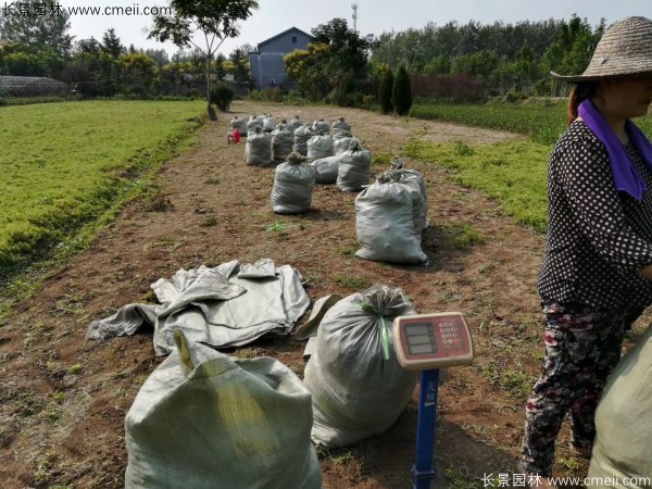 佛甲草起苗挖苗現(xiàn)場(chǎng)實(shí)拍圖片 佛甲草起苗挖苗現(xiàn)場(chǎng)實(shí)拍圖片