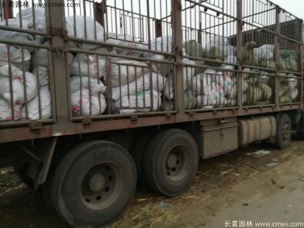 佛甲草發物流快遞裝箱包裝圖片 