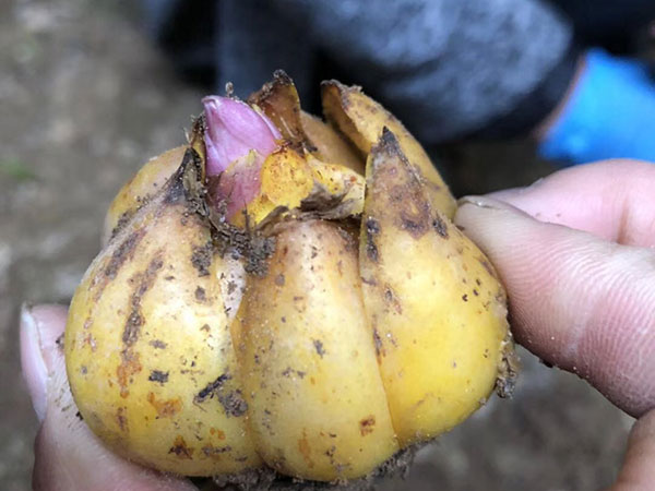 國產進口百合花種球一代二代 國產進口百合花種球一代二代