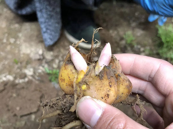國產進口百合花種球一代二代 國產進口百合花種球一代二代
