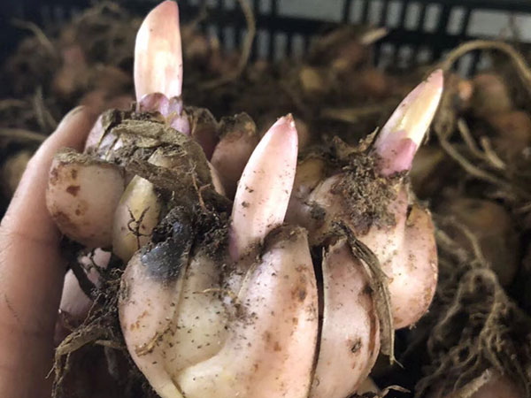 國產進口百合花種球一代二代 國產進口百合花種球一代二代