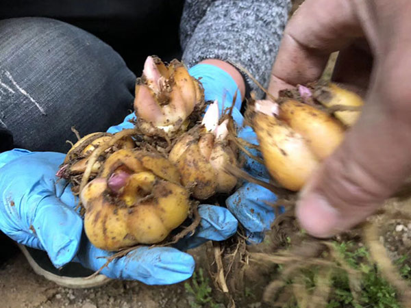 國產進口百合花種球一代二代 國產進口百合花種球一代二代