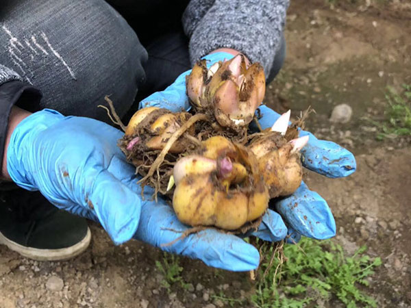 國產進口百合花種球一代二代 國產進口百合花種球一代二代