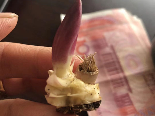 國產進口百合花種球一代二代 國產進口百合花種球一代二代