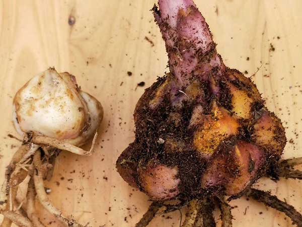 國產進口百合花種球一代二代 國產進口百合花種球一代二代