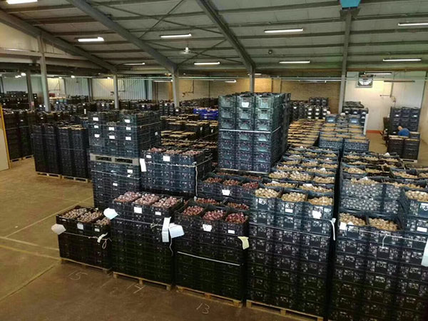 國產進口百合花種球一代二代 國產進口百合花種球一代二代