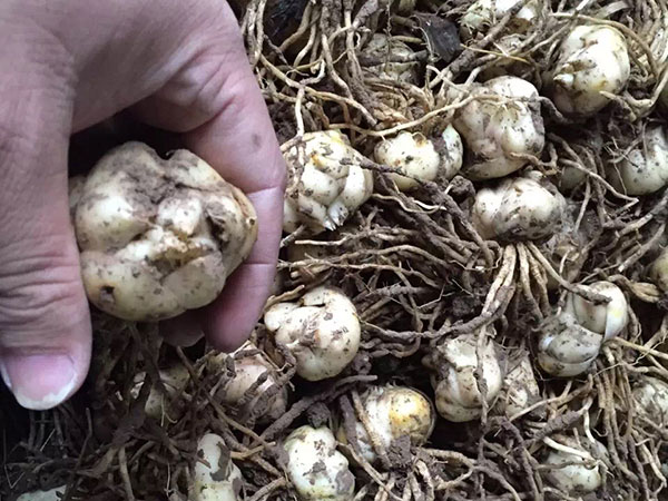 國產進口百合花種球一代二代 國產進口百合花種球一代二代